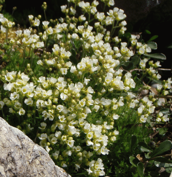 Hungerblümchen (Draba x suendermanii)