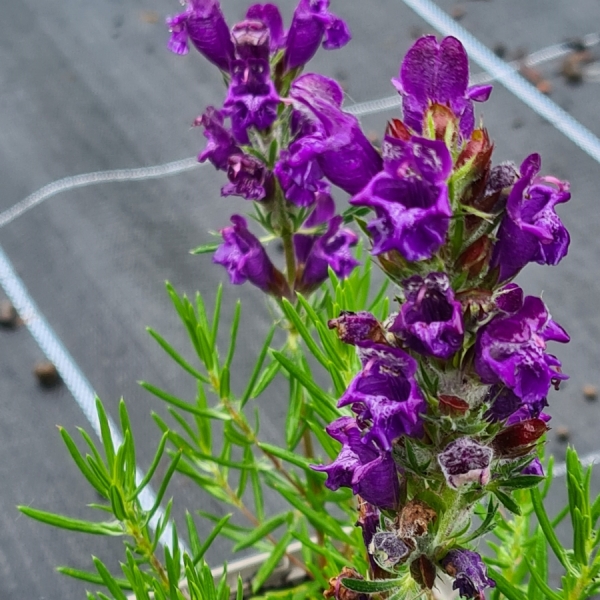 Österreichischer Drachenkopf (Dracocephalum austriacum)