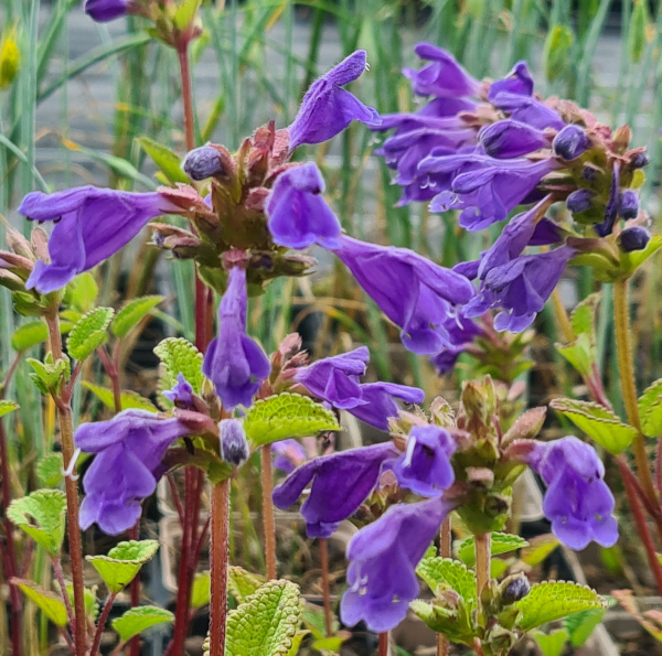 Felsen Drachenkopf (Dracocephalum rupestre)