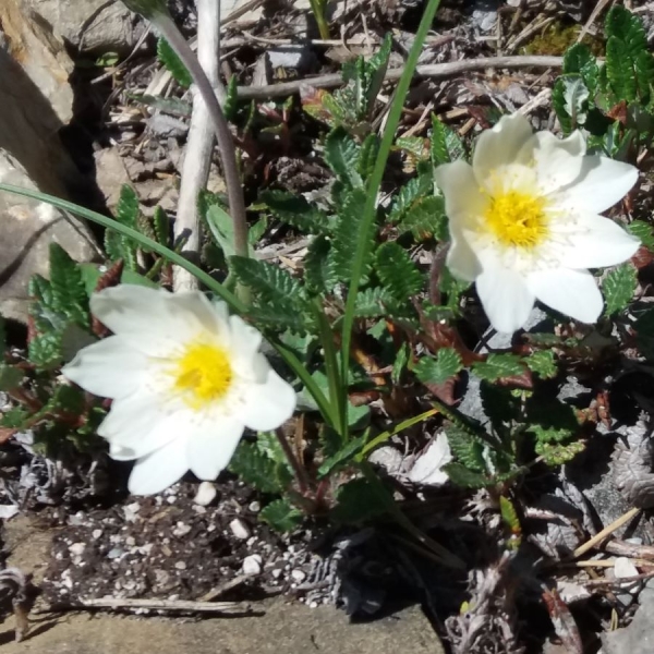 Weiße Silberwurz (Dryas octopetala)