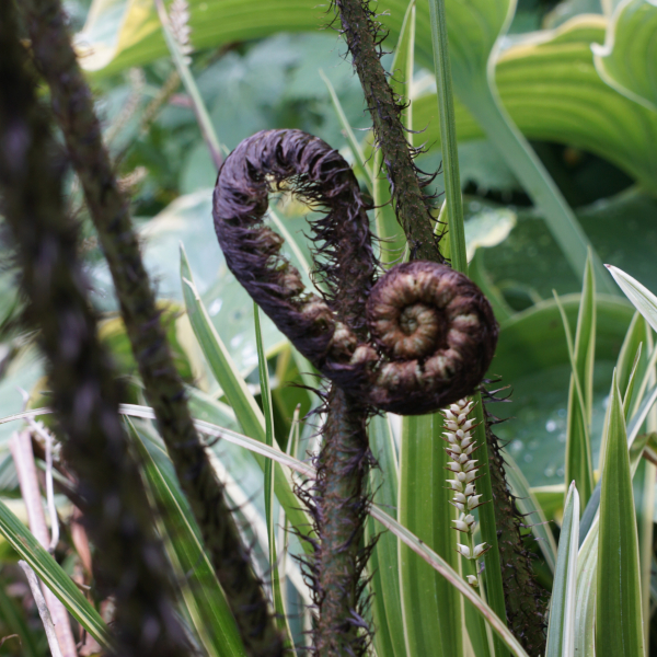 Elefantenrüssel-Farn (Dryopteris atrata)