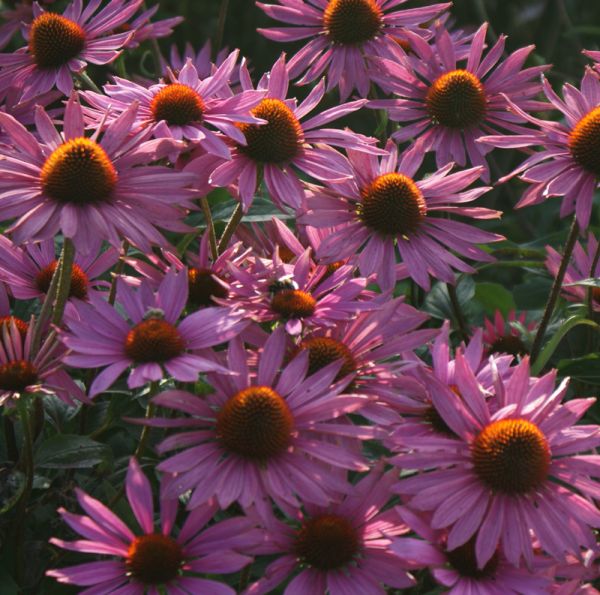 Purpur-Sonnenhut Rubinstern (Echinacea purpurea Rubinstern)