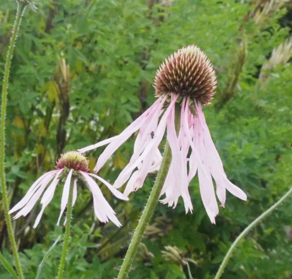 Blasser Sonnenhut Hula Dancer (Echinacea pallida Hula Dancer)