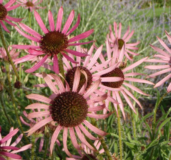 Tennessee-Sonnenhut Rocky Top (Echinacea tennesseensis Rocky Top)