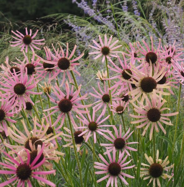 Tennessee-Sonnenhut Rocky Top (Echinacea tennesseensis Rocky Top)