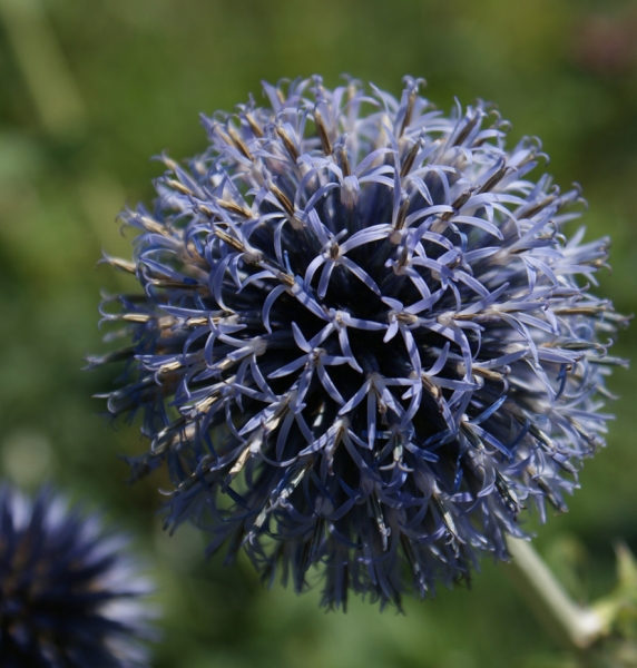 Kugeldistel Veitch Blue (Echinops ritro Veitch Blue)
