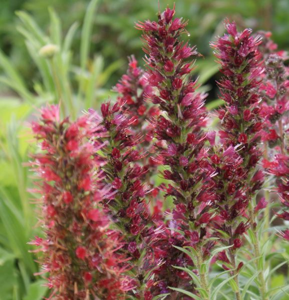 Roter Natternkopf (Pontenchium russicum; syn. Echium russicum)