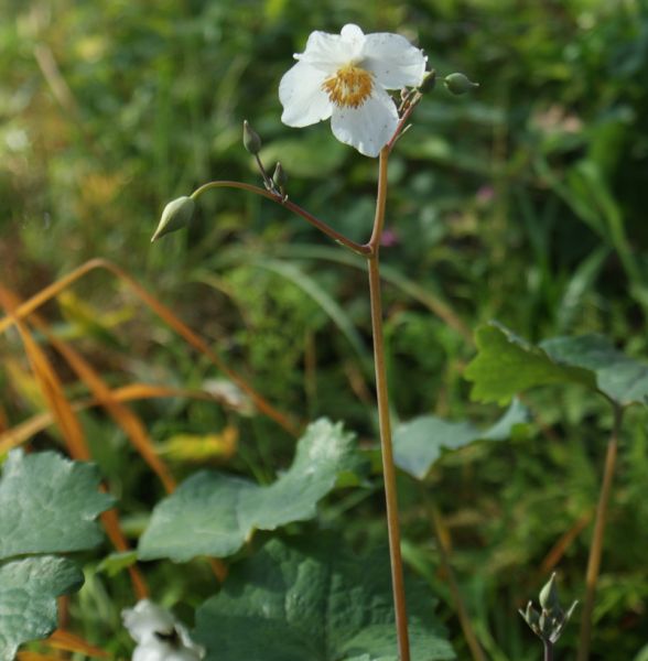 Schneemohn (Eomecon chionantha)