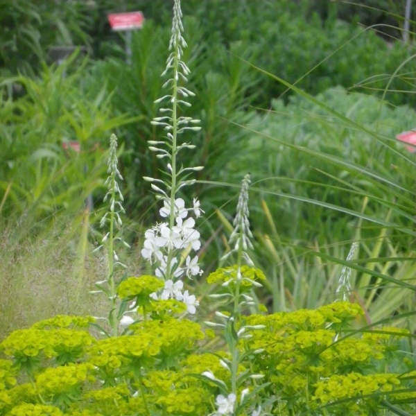 Weißes Weidenröschen Album (Epilobium angustifolium Album)