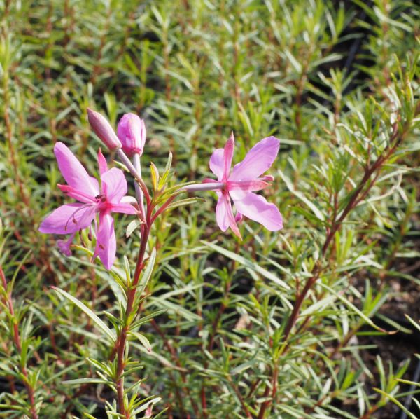 Rosmarin-Weidenröschen (Epilobium dodonaei)