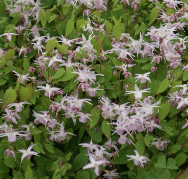Großblütige Elfenblume Akebono (Epimedium grandiflorum Akebono)