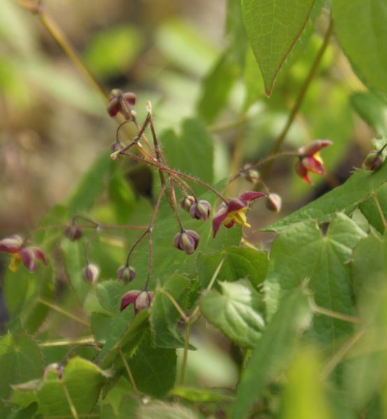 Alpensockenblume (Epimedium alpinum)