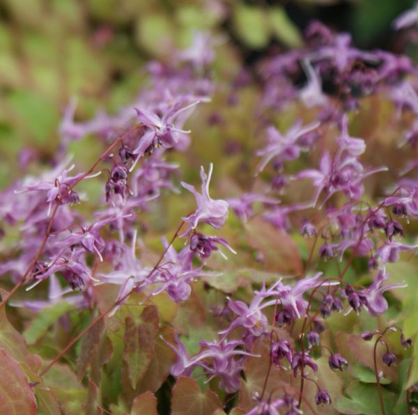 Großblütige Elfenblume Lilafee (Epimedium grandiflorum Lilafee)
