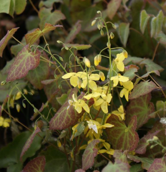 Elfenblume Frohnleiten (Epimedium perralchicum x Frohnleiten)