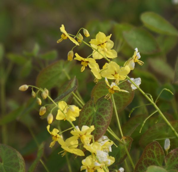 Schwarzmeer-Elfenblume (Epimedium pinnatum ssp. colchicum)