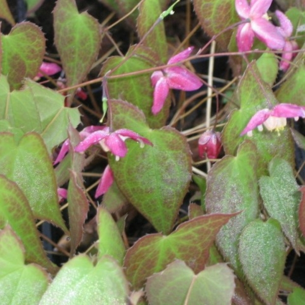 Elfenblume (Epimedium rubrum)