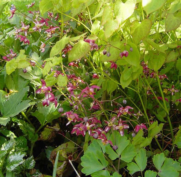 Elfenblume Galadriel (Epimedium rubrum x Galadriel)