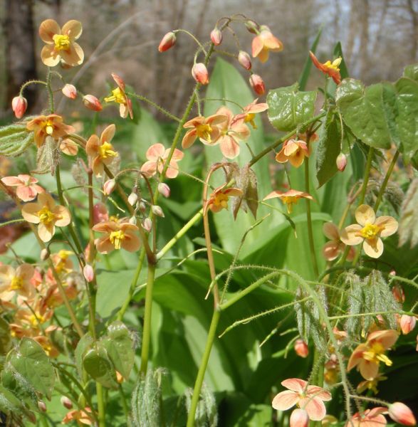 Elfenblume Orangekönigin (Epimedium warleyense x Orangekönigin)