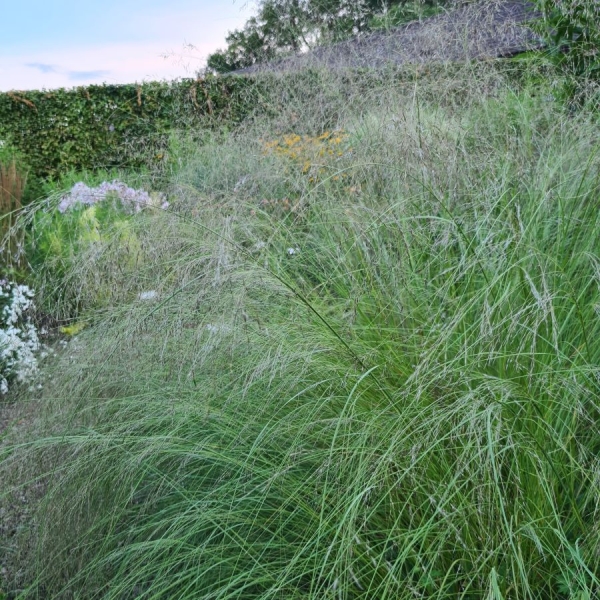 Sand-Liebesgras (Eragrostis trichodes Bend)