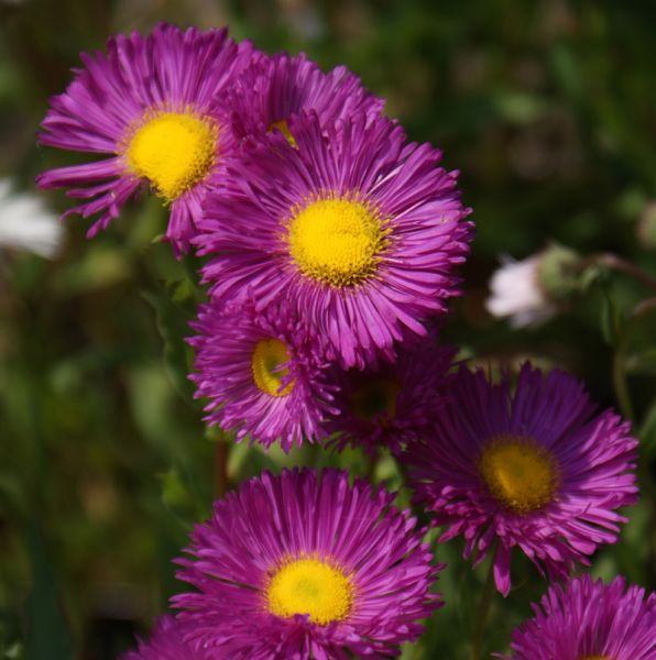 Feinstrahlaster Rotes Meer (Erigeron Hybride Rotes Meer)