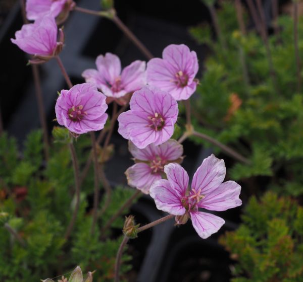 Reiherschnabel Country Park (Erodium hybride Country Park)