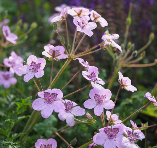 Reiherschnabel Almodovar (Erodium hybride Almodovar)