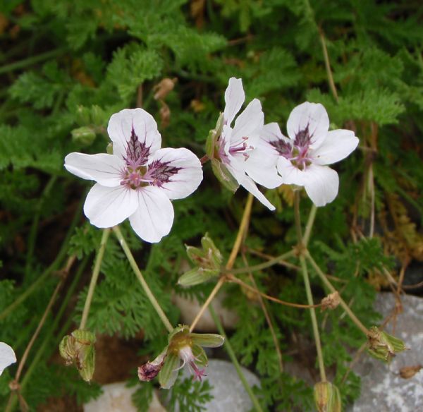 Reiherschnabel (Erodium guttatum)