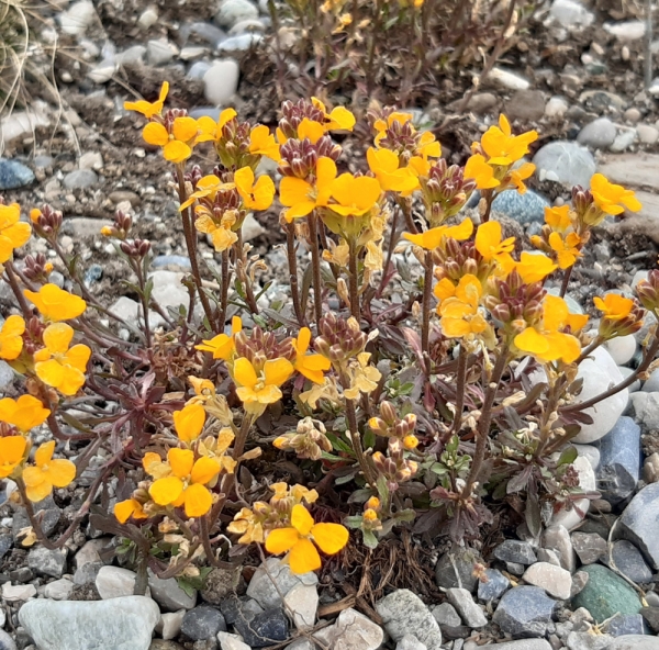 Goldlack, Schöterich Orange Flame (Erysimum linifolium Orange Flame)