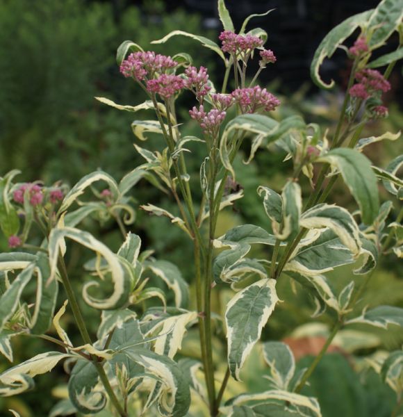 Wasserdost Pink Frost (Eutrochium fortunei; syn. Eupatorium fortunei Pink Frost)