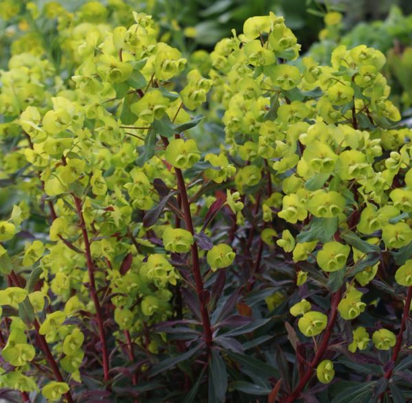 Mandelblättrige-Wolfsmilch Purpurea (Euphorbia amygdaloides Purpurea)