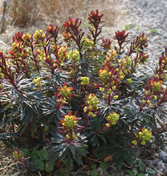 Mandelblättrige-Wolfsmilch Purpurea (Euphorbia amygdaloides Purpurea)