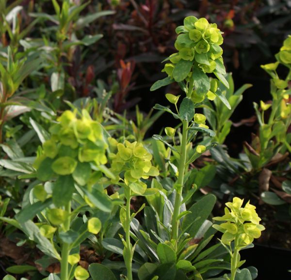 Balkan-Wolfsmilch (Euphorbia amygdaloides var. robbiae)