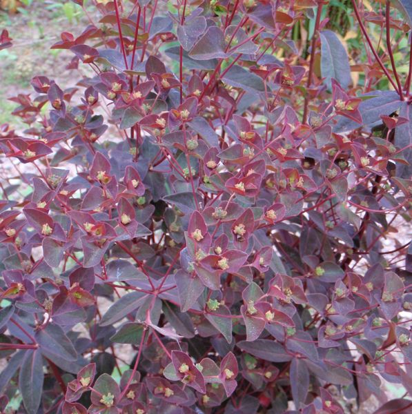 Süße Wolfsmilch Chamaeleon (Euphorbia dulcis Chamaeleon)
