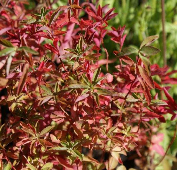 Süße Wolfsmilch Chamaeleon (Euphorbia dulcis Chamaeleon)
