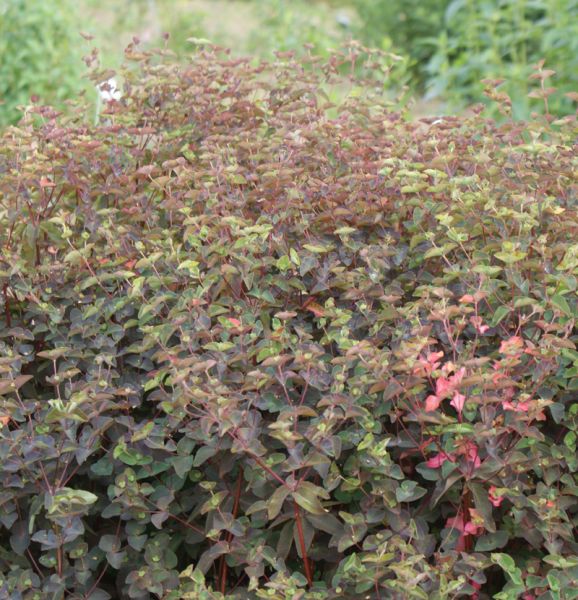 Süße Wolfsmilch Chamaeleon (Euphorbia dulcis Chamaeleon)