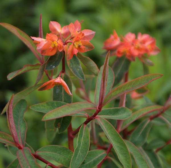 Himalaja-Wolfsmilch Fireglow Darkform (Euphorbia griffithii Fireglow Darkform)