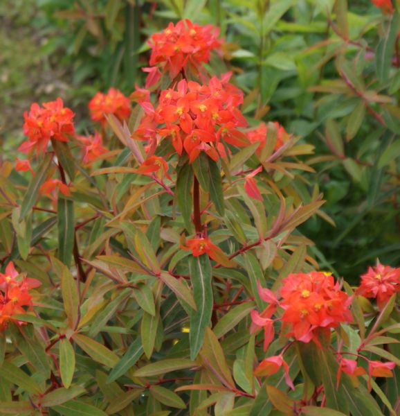 Himalaja-Wolfsmilch Fireglow (Euphorbia griffithii Fireglow)