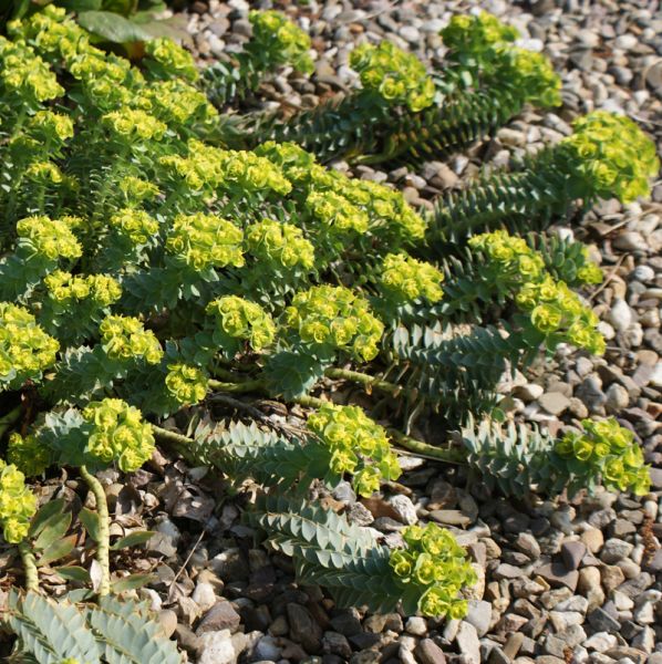 Walzen-Wolfsmilch (Euphorbia myrsinites)