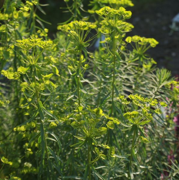 Steppen-Wolfsmilch (Euphorbia seguieriana ssp niciciana)