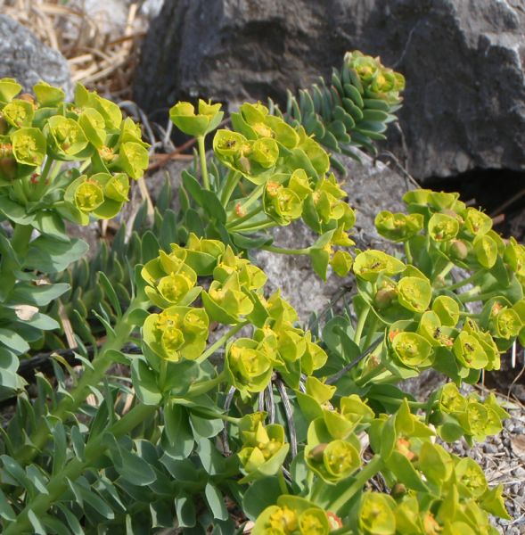 Walzen-Wolfsmilch (Euphorbia myrsinites)