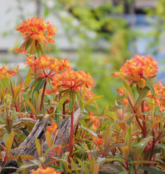 Himalaja-Wolfsmilch Fireglow (Euphorbia griffithii Fireglow)