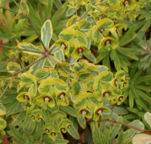 Bunte Mittelmeer-Wolfsmilch Ascot Rainbow (Euphorbia x martinii Ascot Rainbow)