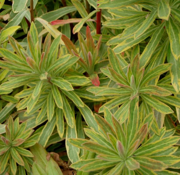 Bunte Mittelmeer-Wolfsmilch Ascot Rainbow (Euphorbia x martinii Ascot Rainbow)