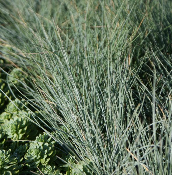 Blauschwingel Eisvogel (Festuca cinerea Eisvogel)