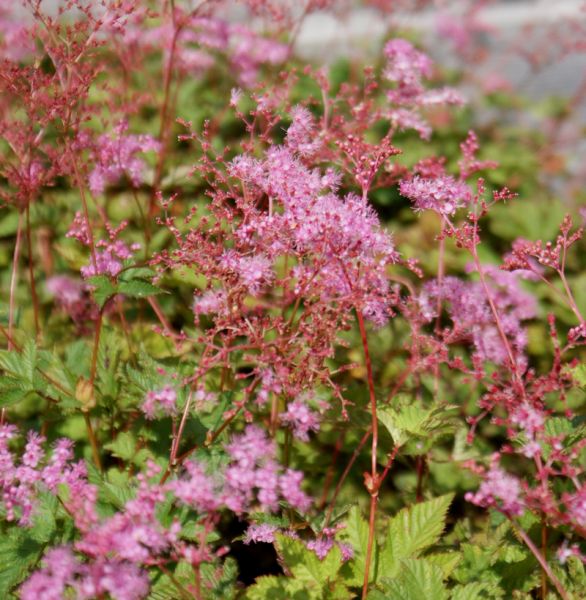 Japanisches Mädesüß Kahome (Filipendula palmata Kahome)