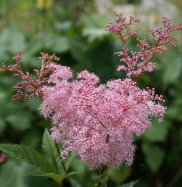 Rosa Garten-Mädesüß Venusta (Filipendula rubra Venusta)