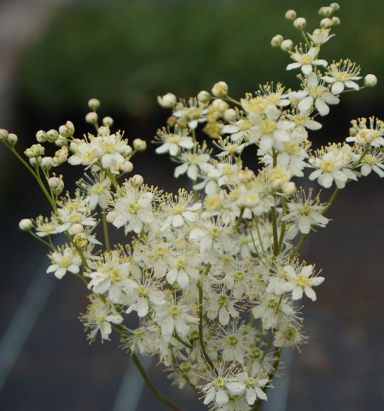 Knolliges Mädesüß (Filipendula vulgaris)