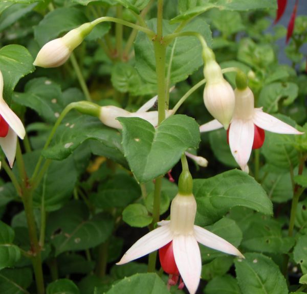 Fuchsia magellanica Galadriel (Winterharte Fuchsie)