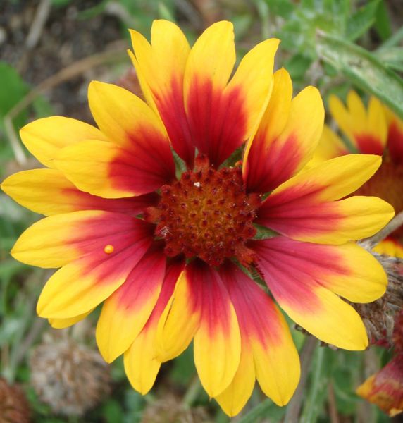 Kokardenblume Fackelschein (Gaillardia aristata Fackelschein)