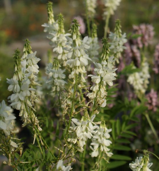 Galega hartlandii Alba (Geißraute)